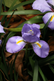 Iris unguicularis RCP12-09 005.jpg